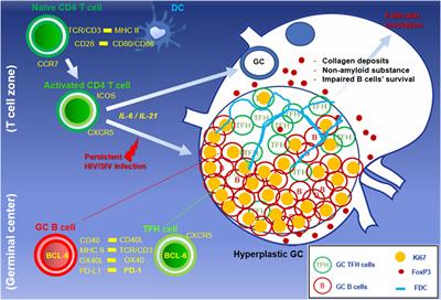 The Dynamics of T and B Cells in Lymph Node during Chronic HIV Infection: TFH and HIV, Unhappy Dance Partners?